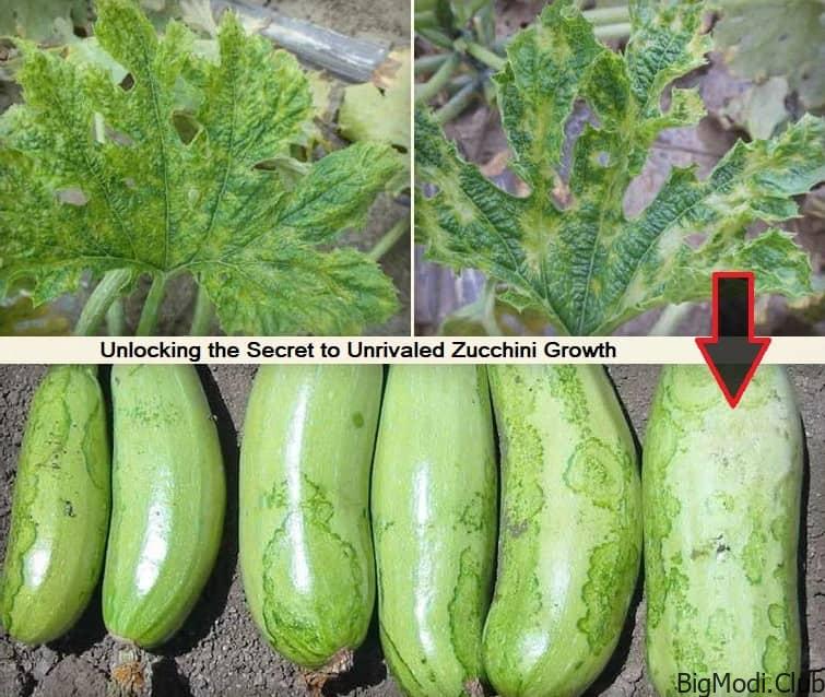 Zucchini Growth