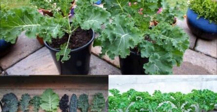 How to Grow Kale