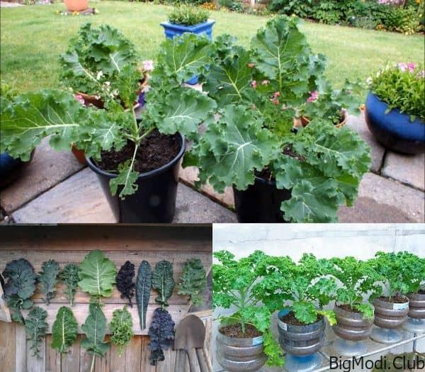 How to Grow Kale