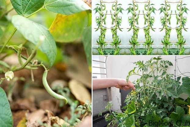 growing winged beans