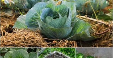 how to Grow Cabbage