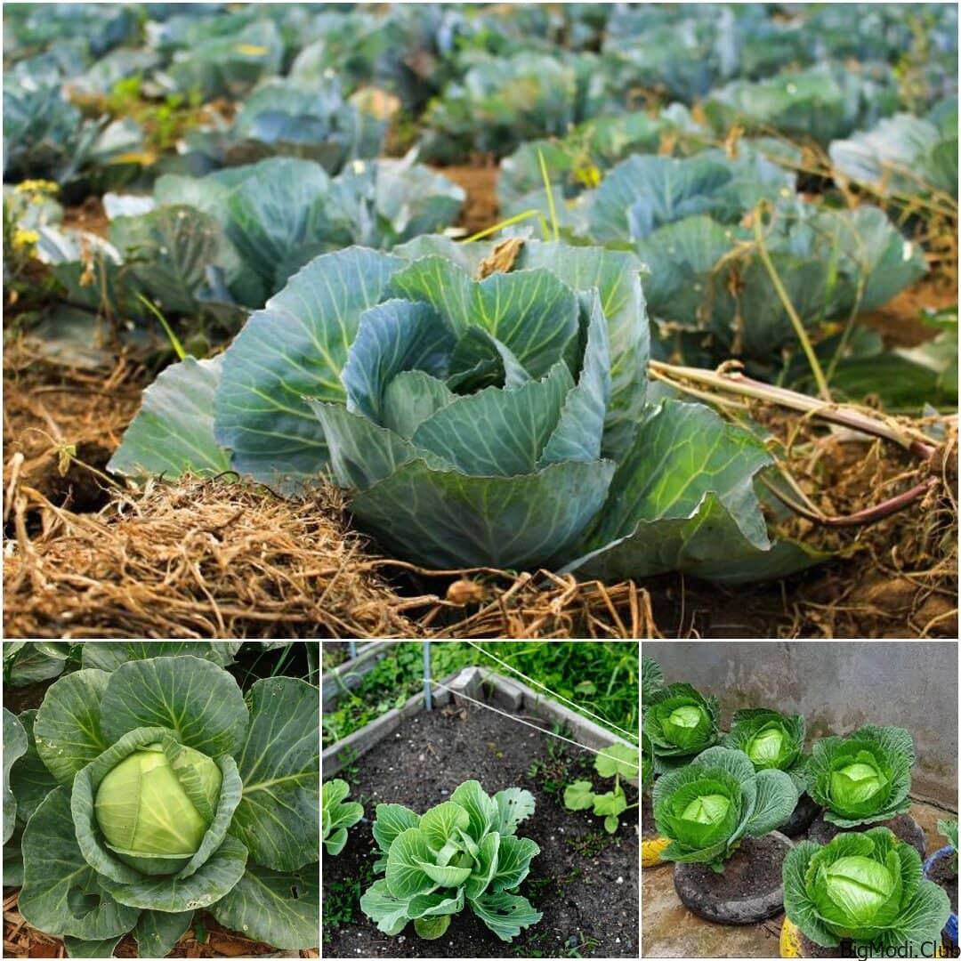 how to Grow Cabbage