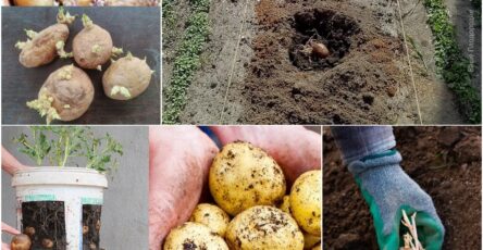 how to grow Potatoes in Buckets