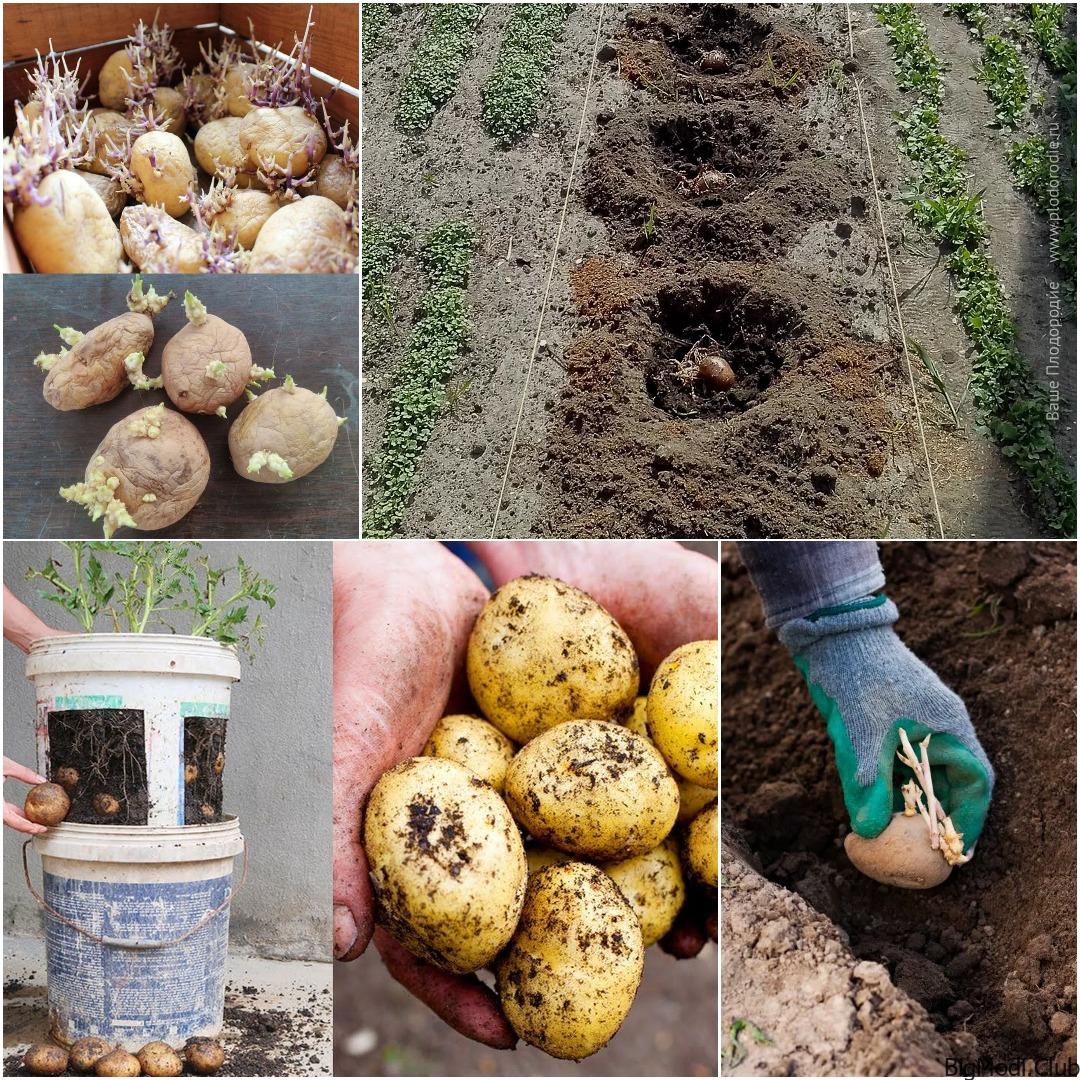 how to grow Potatoes in Buckets