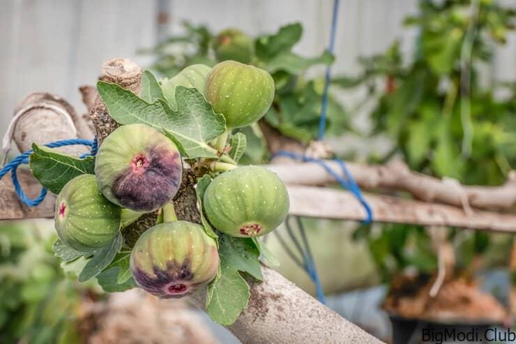 how to grow figs