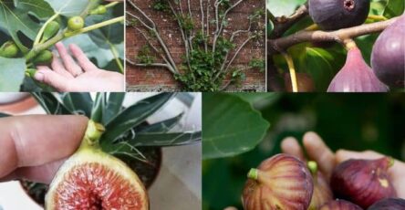 how to grow figs