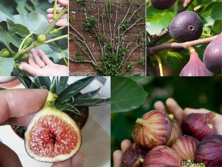 how to grow figs