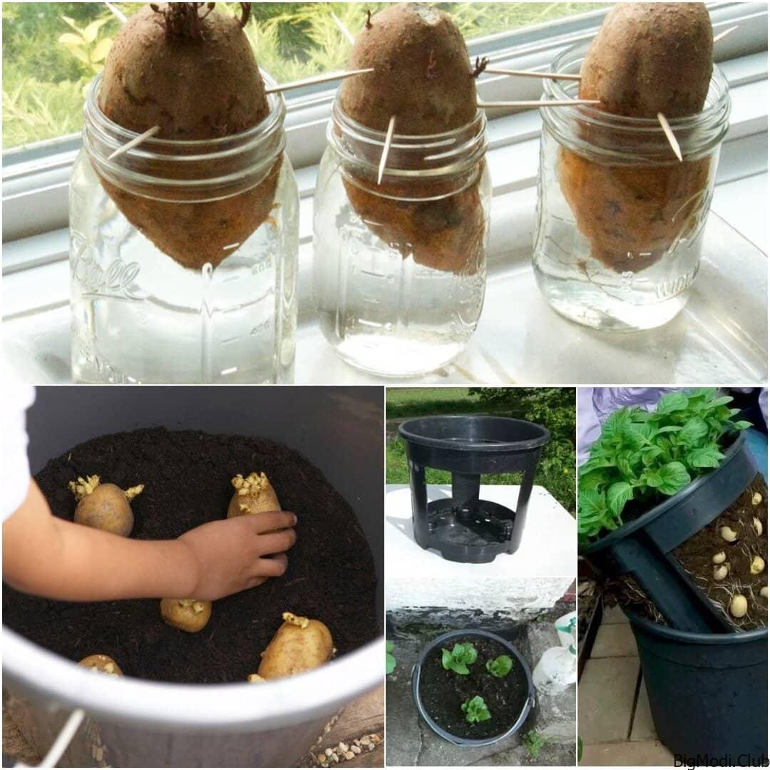 how to plant potatoes