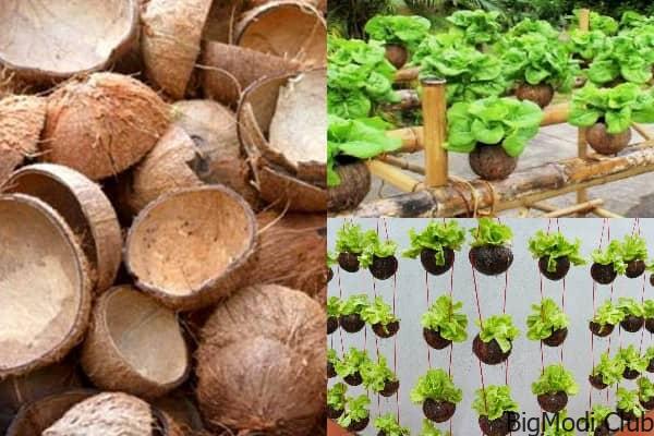 Grow Lettuce in Coconut Shells