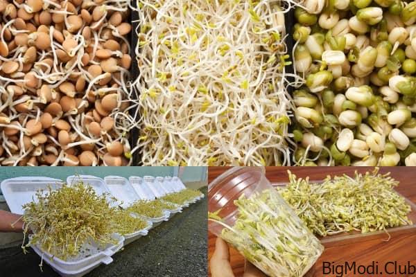 Harvest Bean Sprouts Quickly