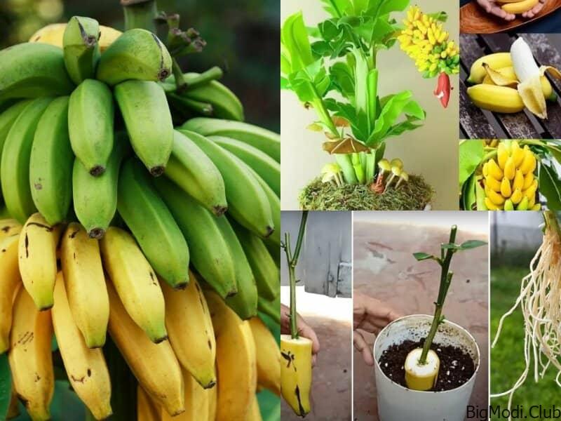 Tips to Grow Bananas at Home