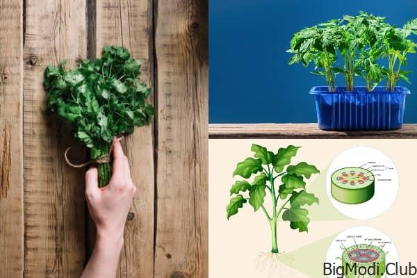 Tips to Grow Celery Quickly Without Watering