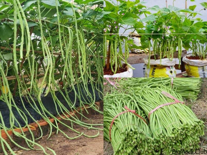 Tips to Grow Long Beans