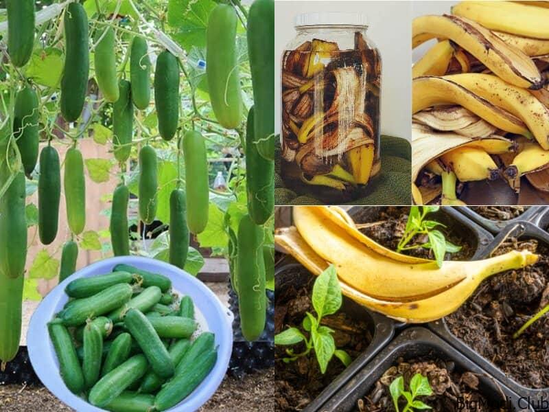 growing cucumbers with organic banana fertilizer