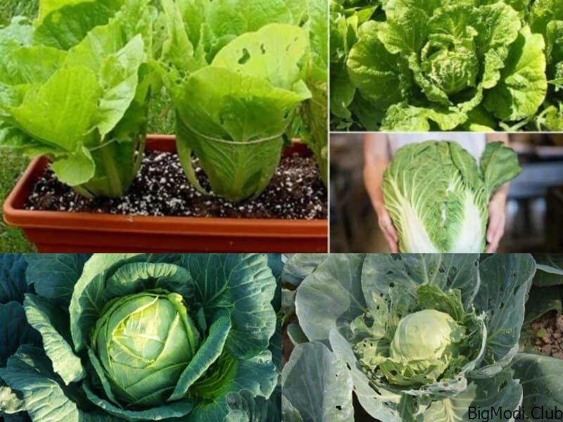 Cabbage Growing Mistakes