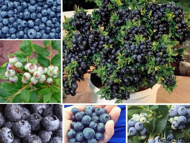 Grow Blueberries in Containers the RIGHT Way