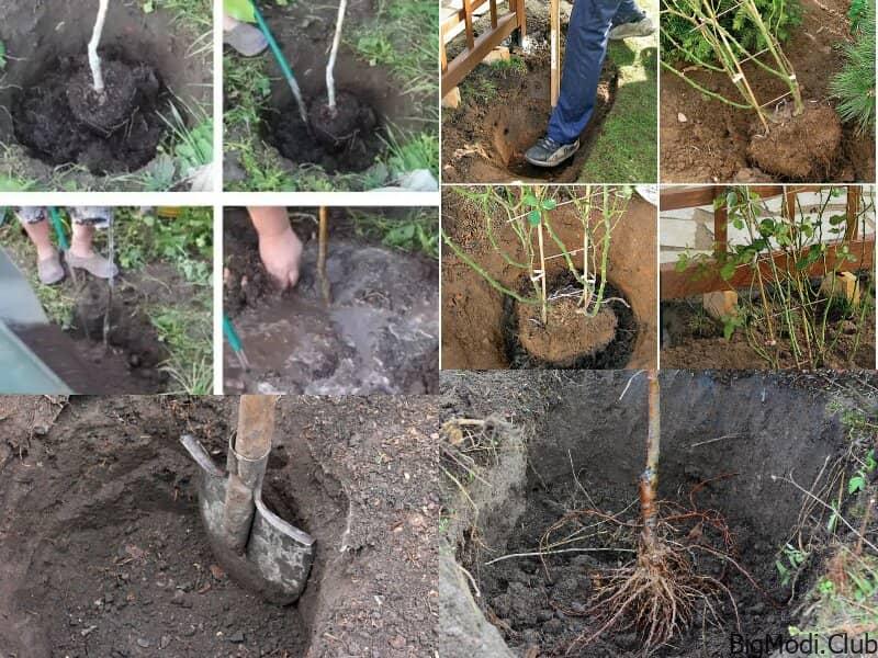 How to Plant a Bare Root Fruit Tree