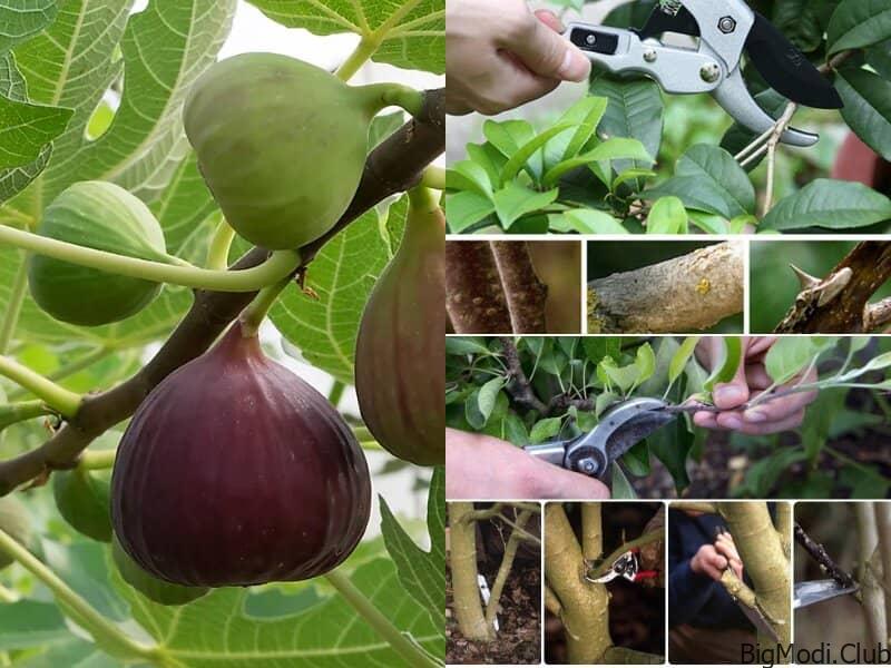 How to Prune Fig Trees for BIG Harvests