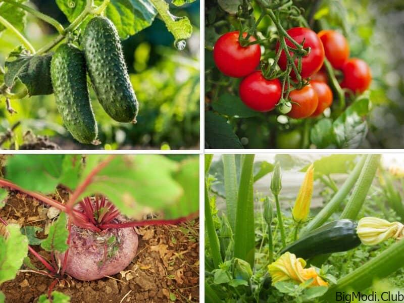 Perfect Vegetables to Grow in Hot Climates