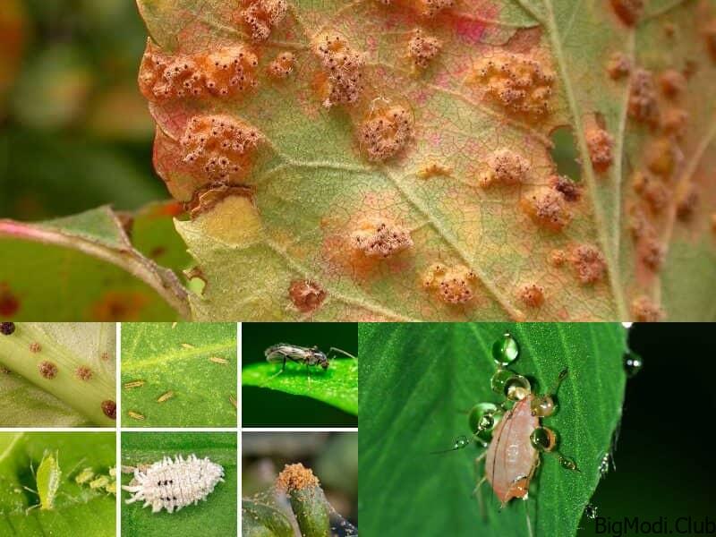 Pests You Probably Have In Your Garden