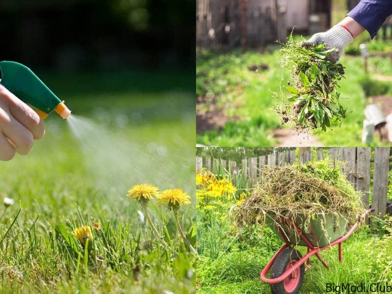 Ways to USE Weeds In Your Garden
