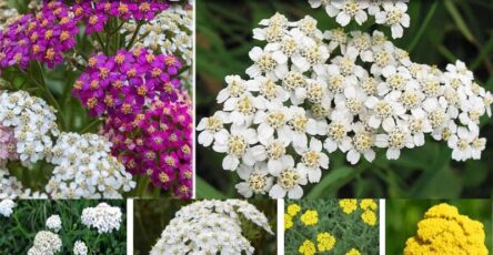 Yarrow Grow Guide