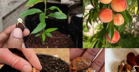 how to grow peach tree from seed