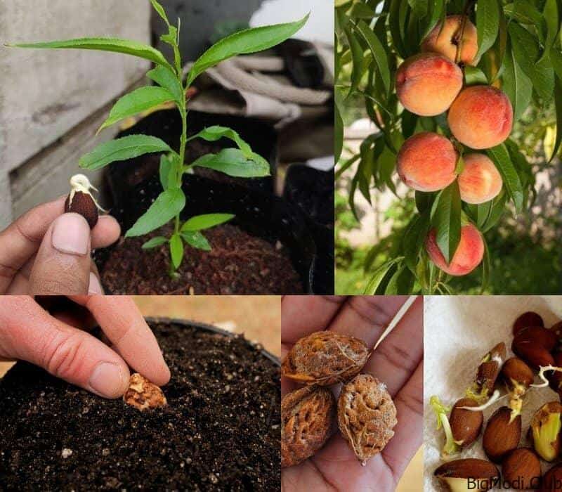 how to grow peach tree from seed