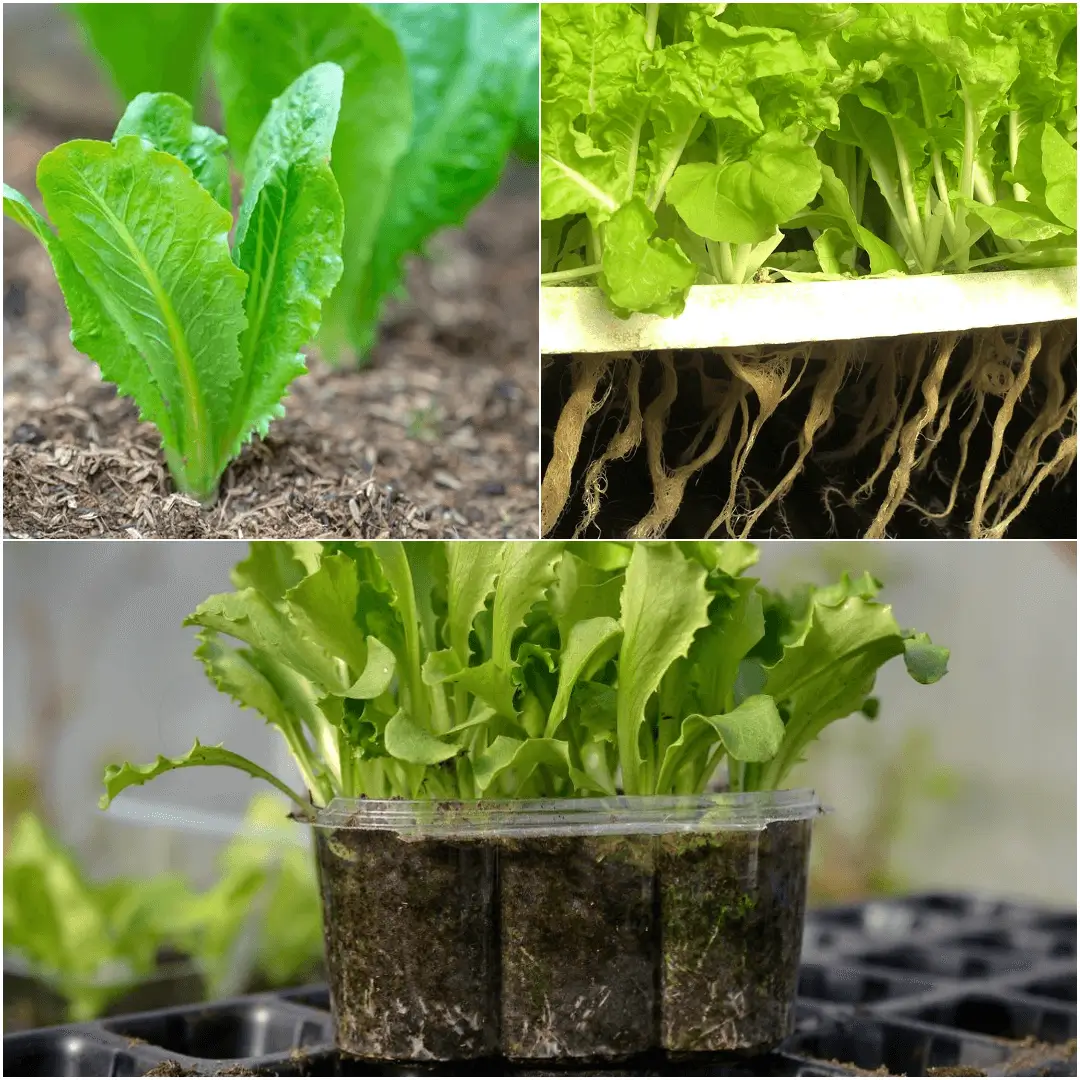 Grow Lettuce Like a Pro