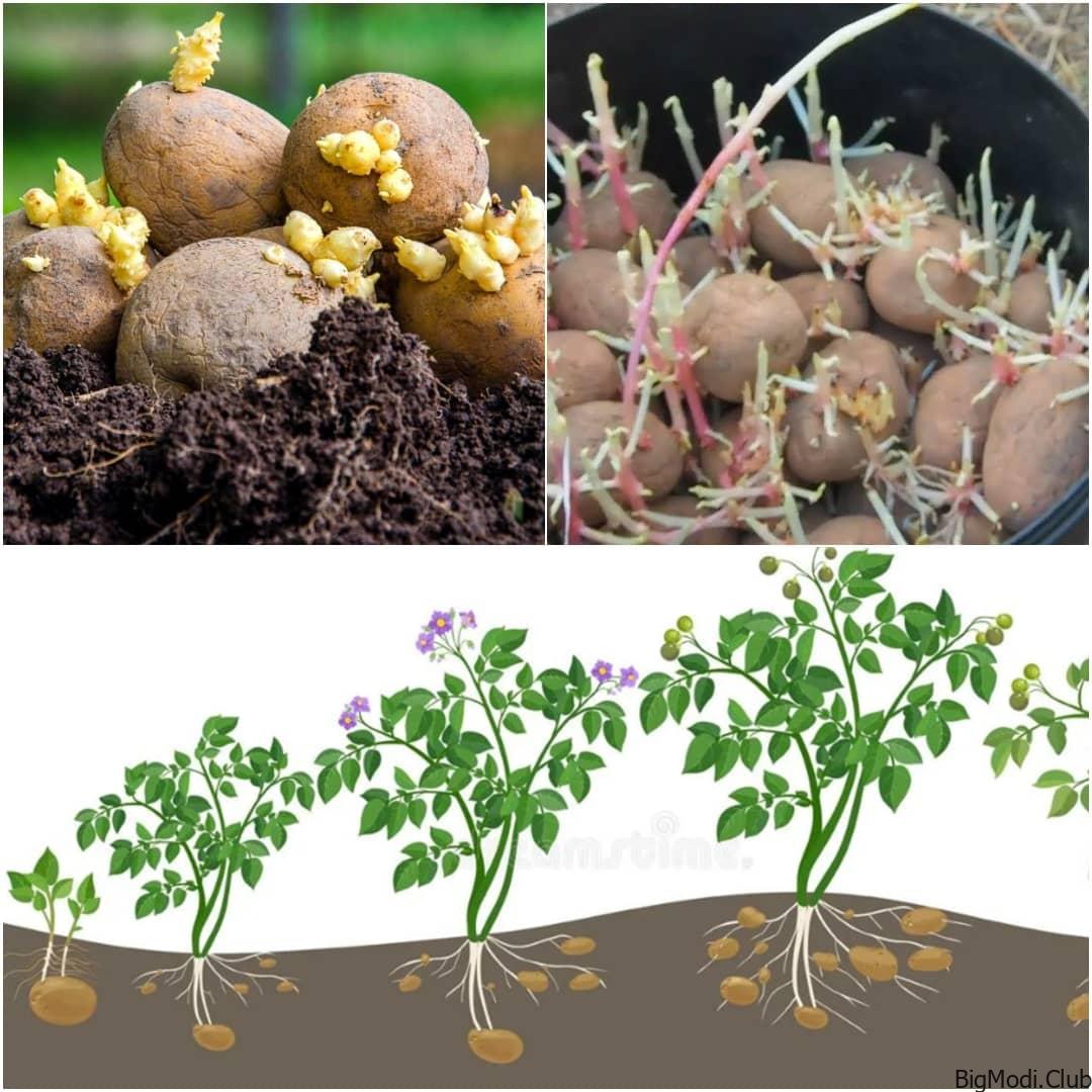 How Long Do Potatoes Take to Grow