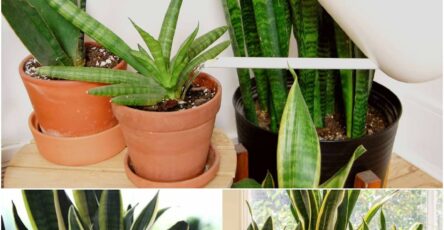 How Often to Water Snake Plant