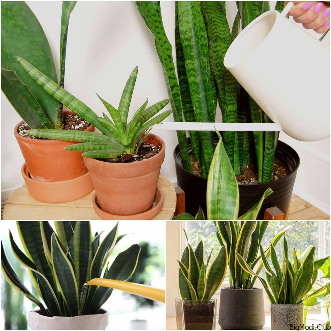 How Often to Water Snake Plant