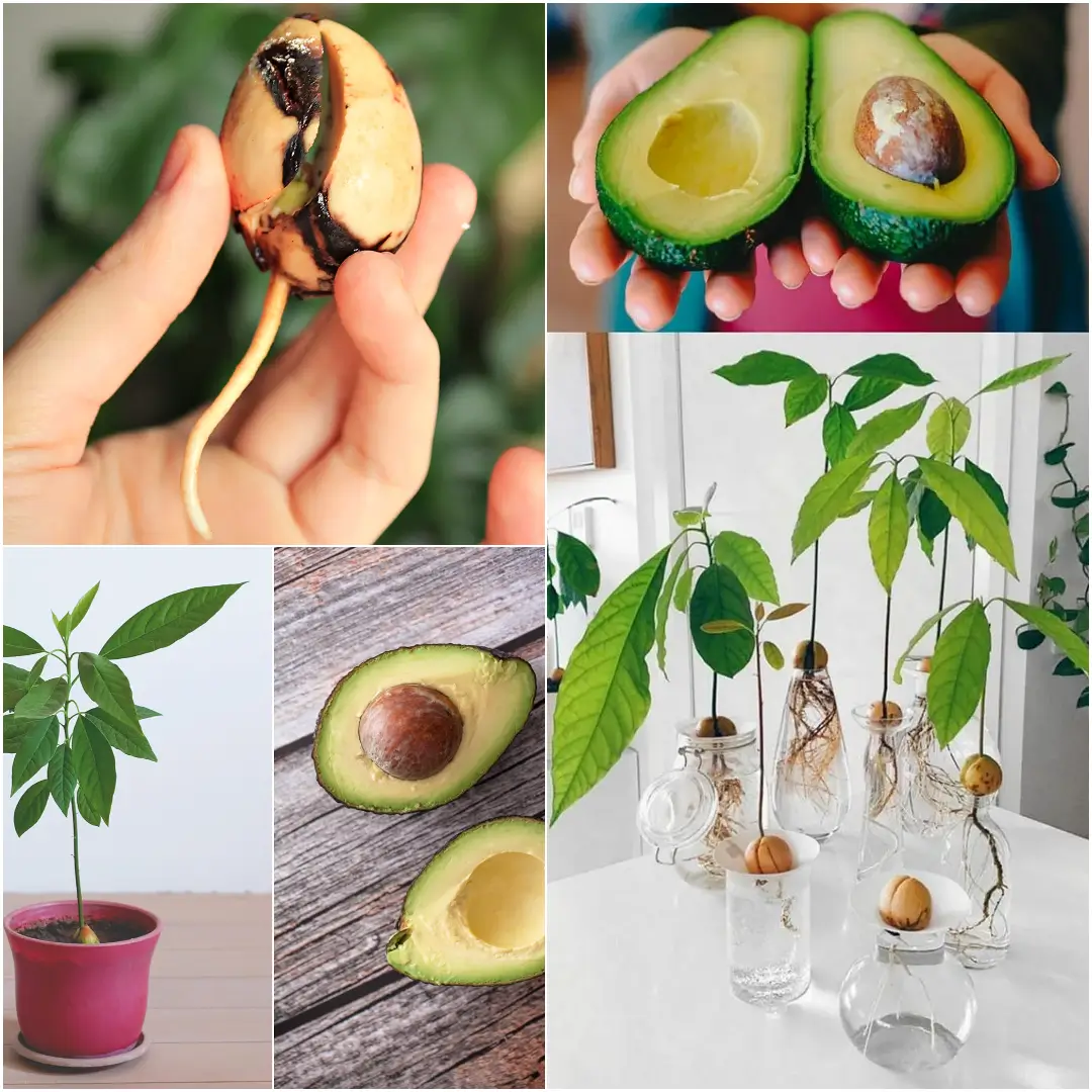 How to Grow Avocado from Pit