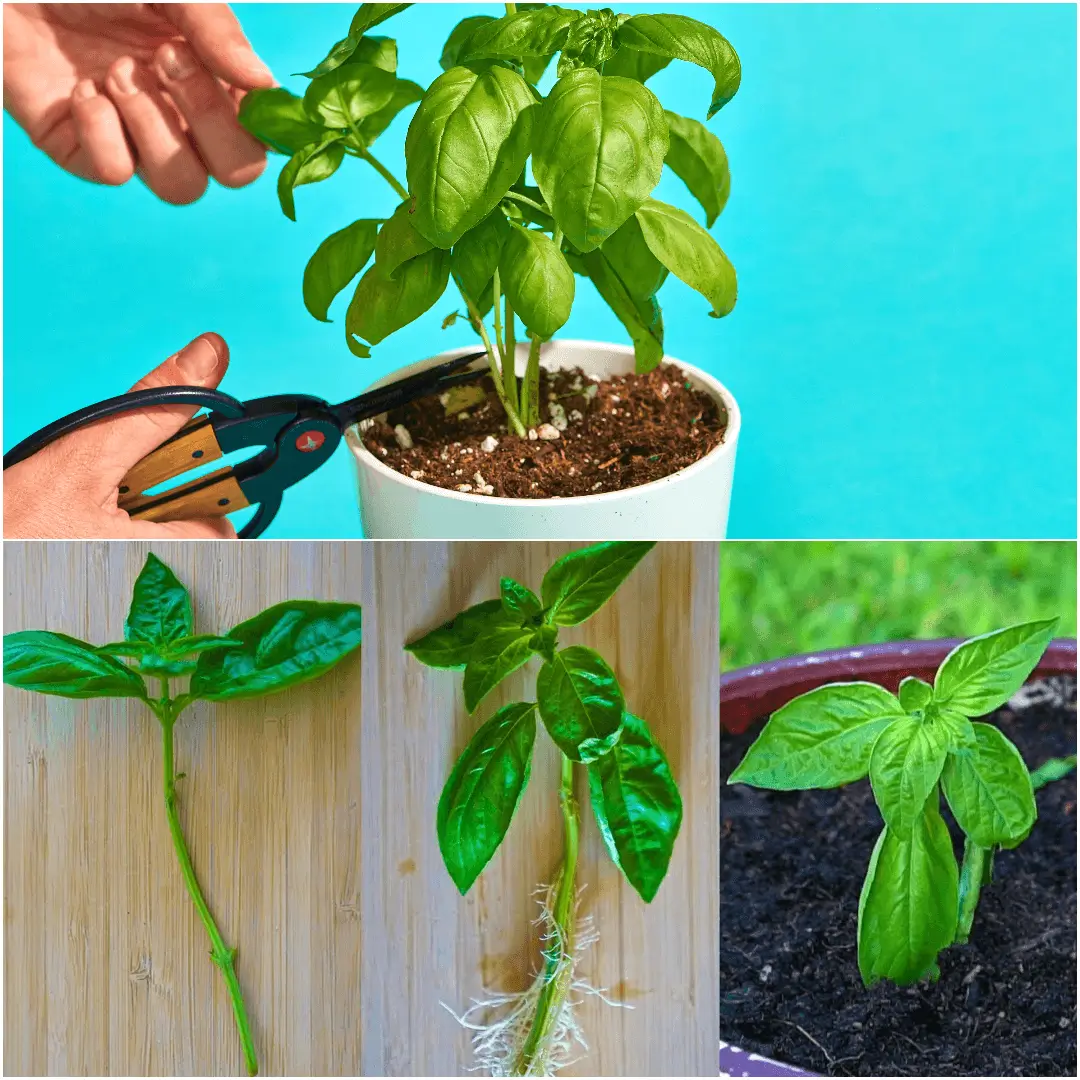 How to Grow Basil Plant