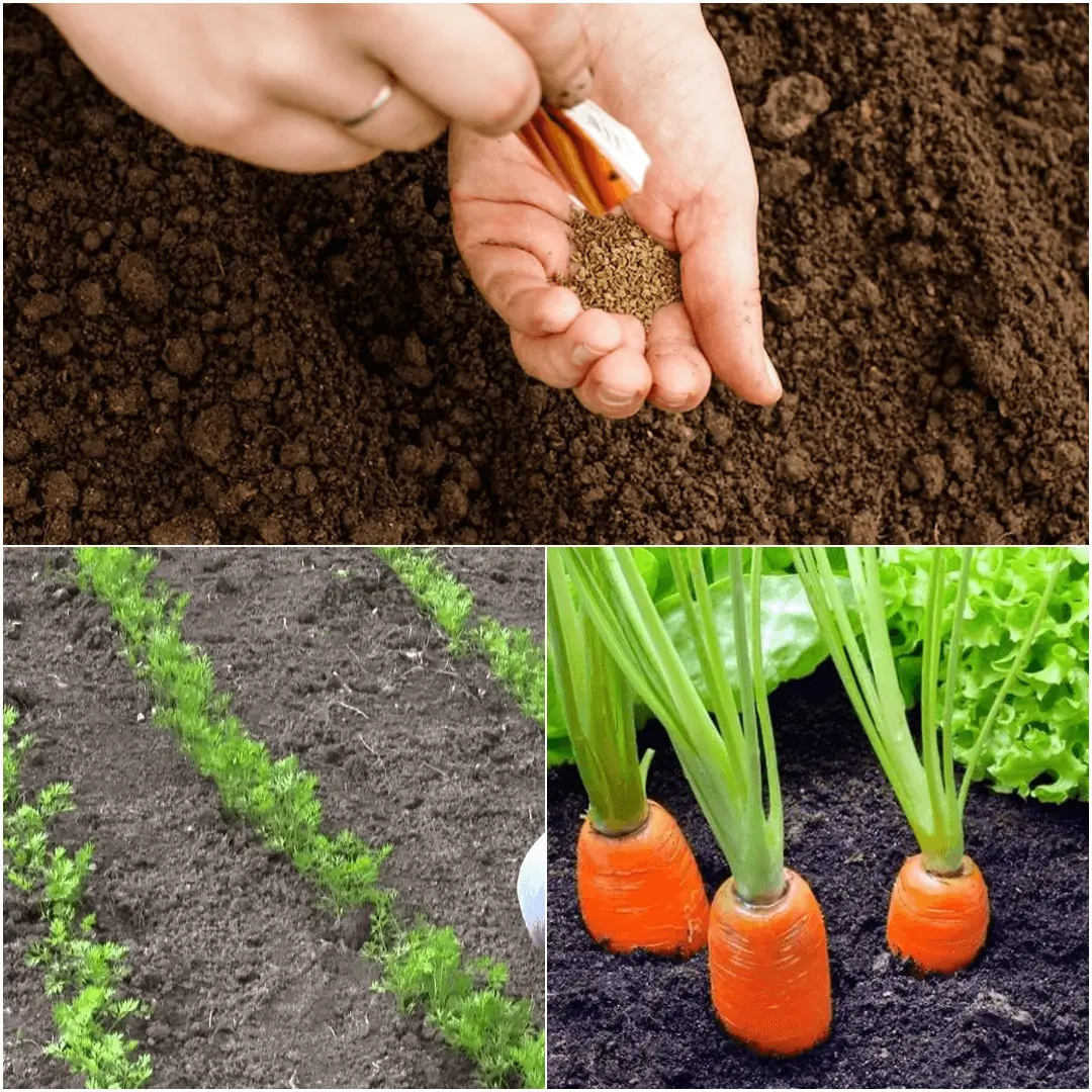 How to Grow Carrots