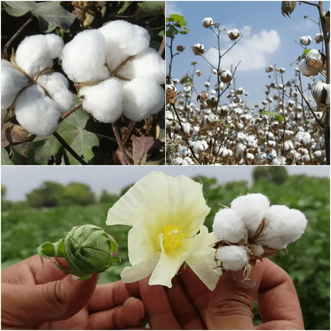 How to Grow Cotton at Home
