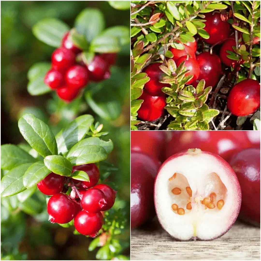 How to Grow Cranberries