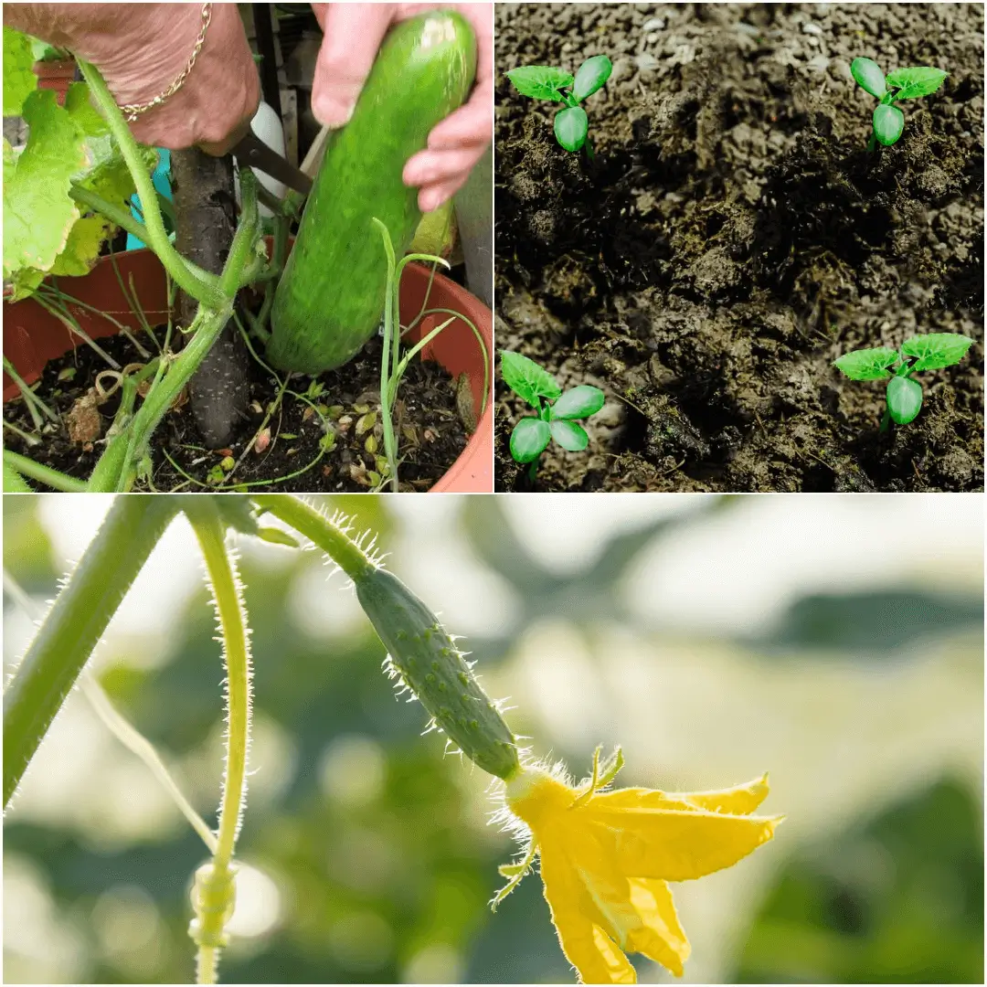 How to Grow Cucumbers