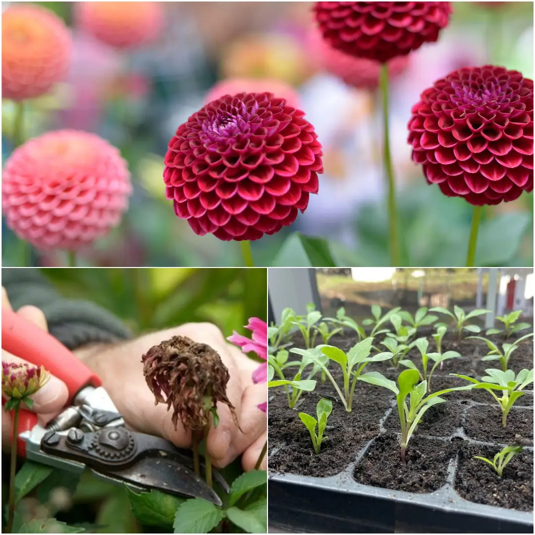How to Grow Dahlias