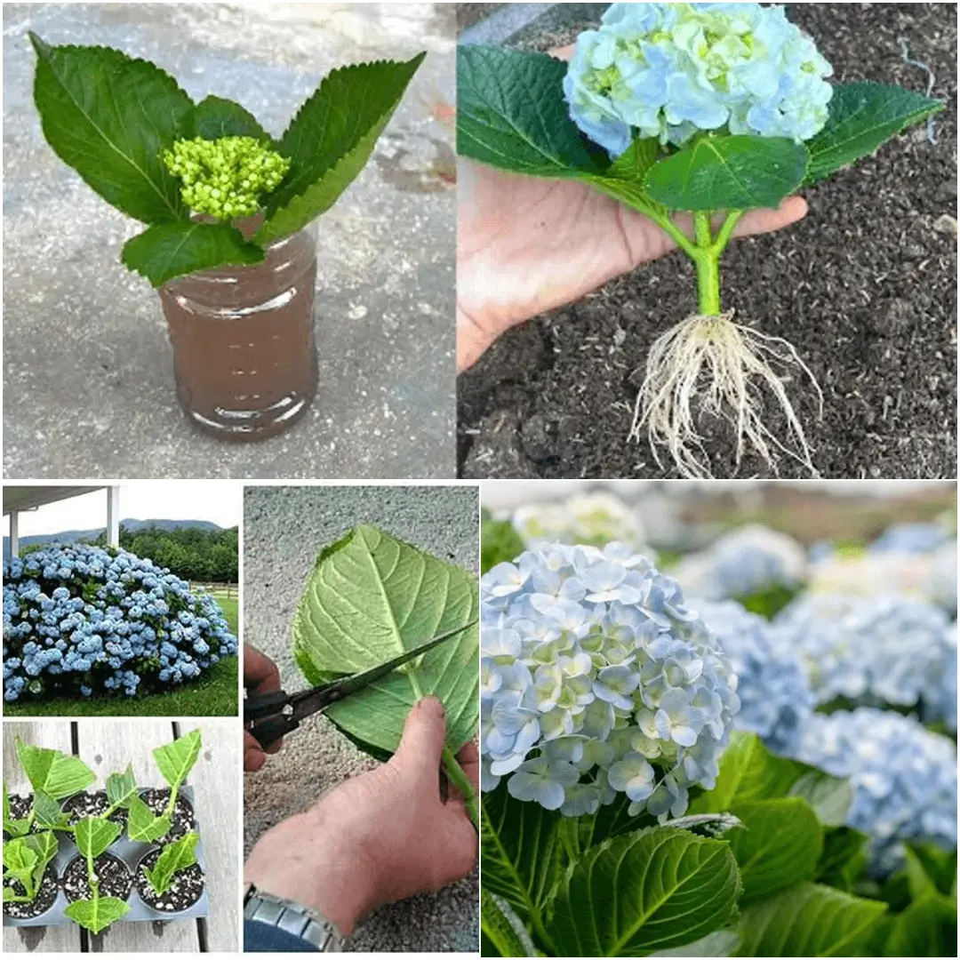How to Grow Hydrangeas
