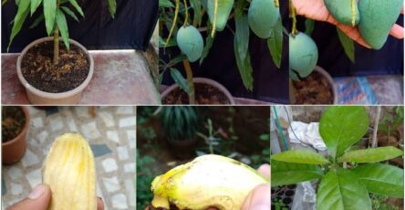 How to Grow Mango Tree From Seed