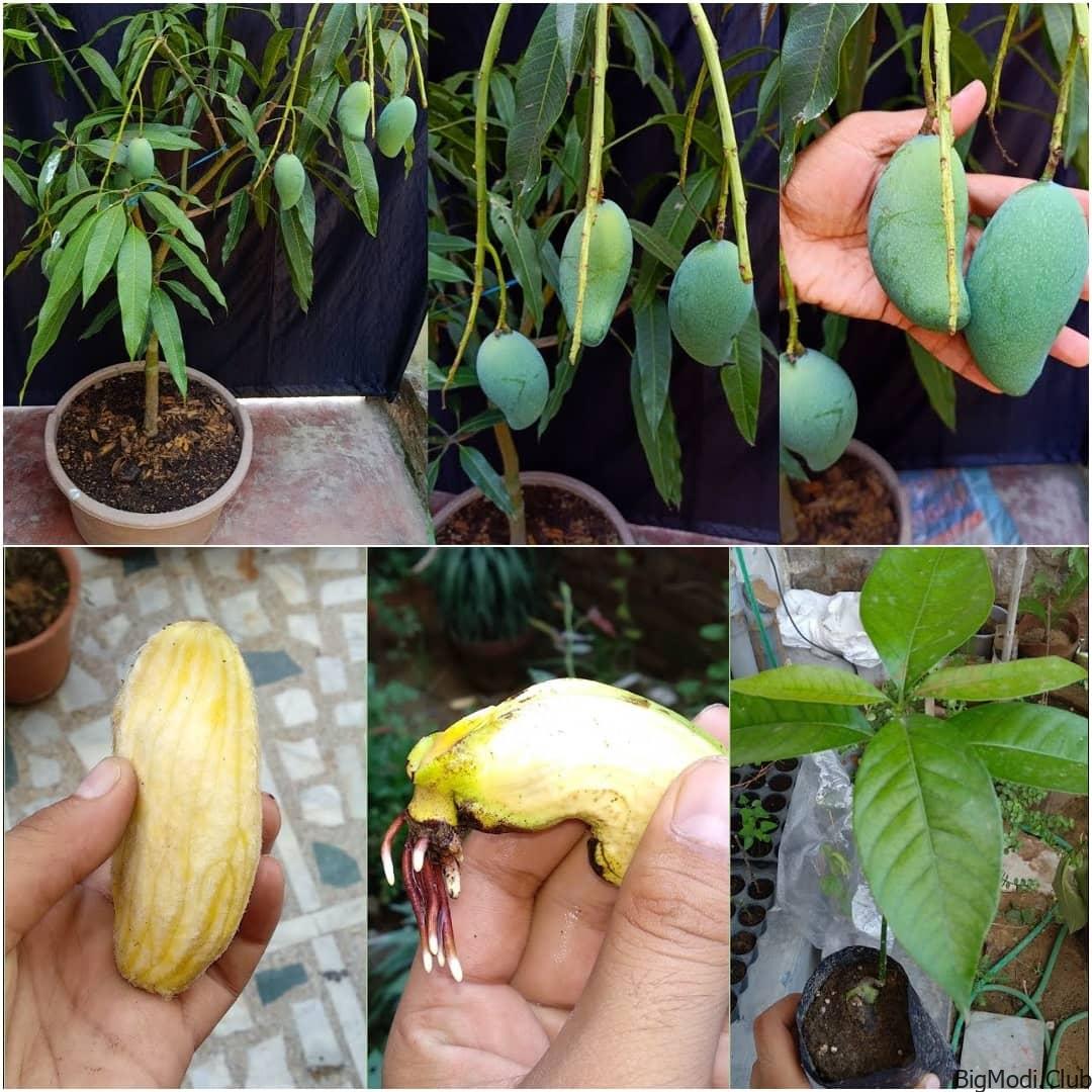 How to Grow Mango Tree From Seed