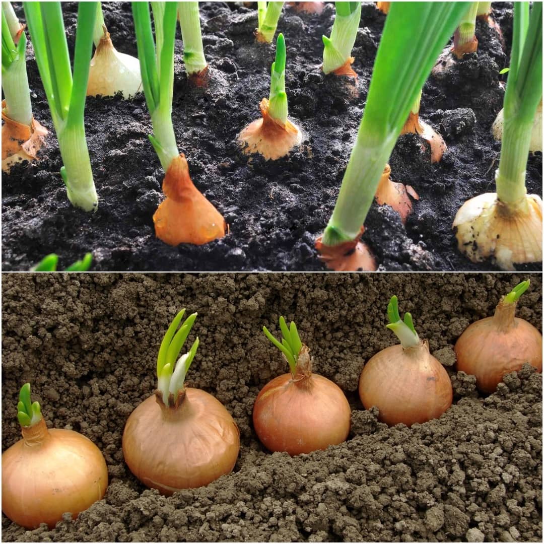 How to Grow Onions