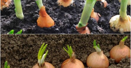 How to Grow Onions