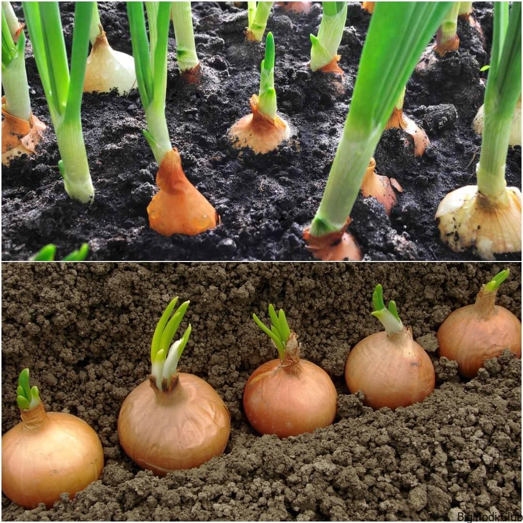 How to Grow Onions