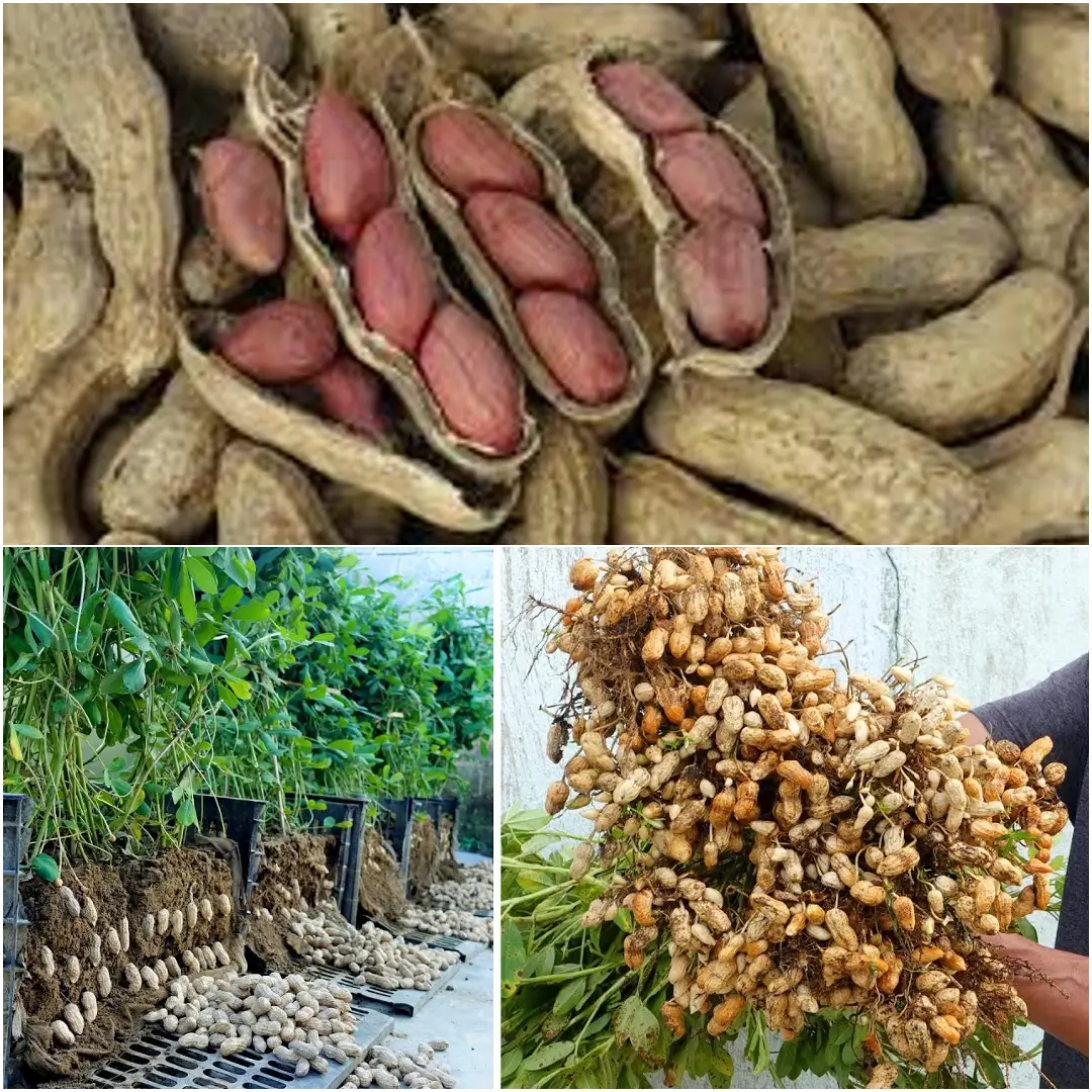 How to Grow Peanuts