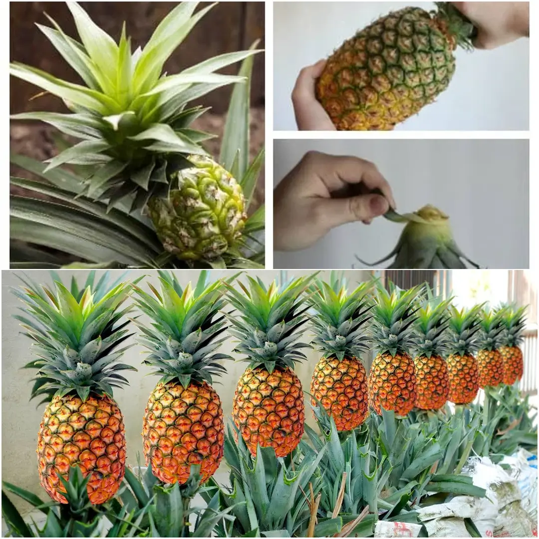 How to Grow Pineapple