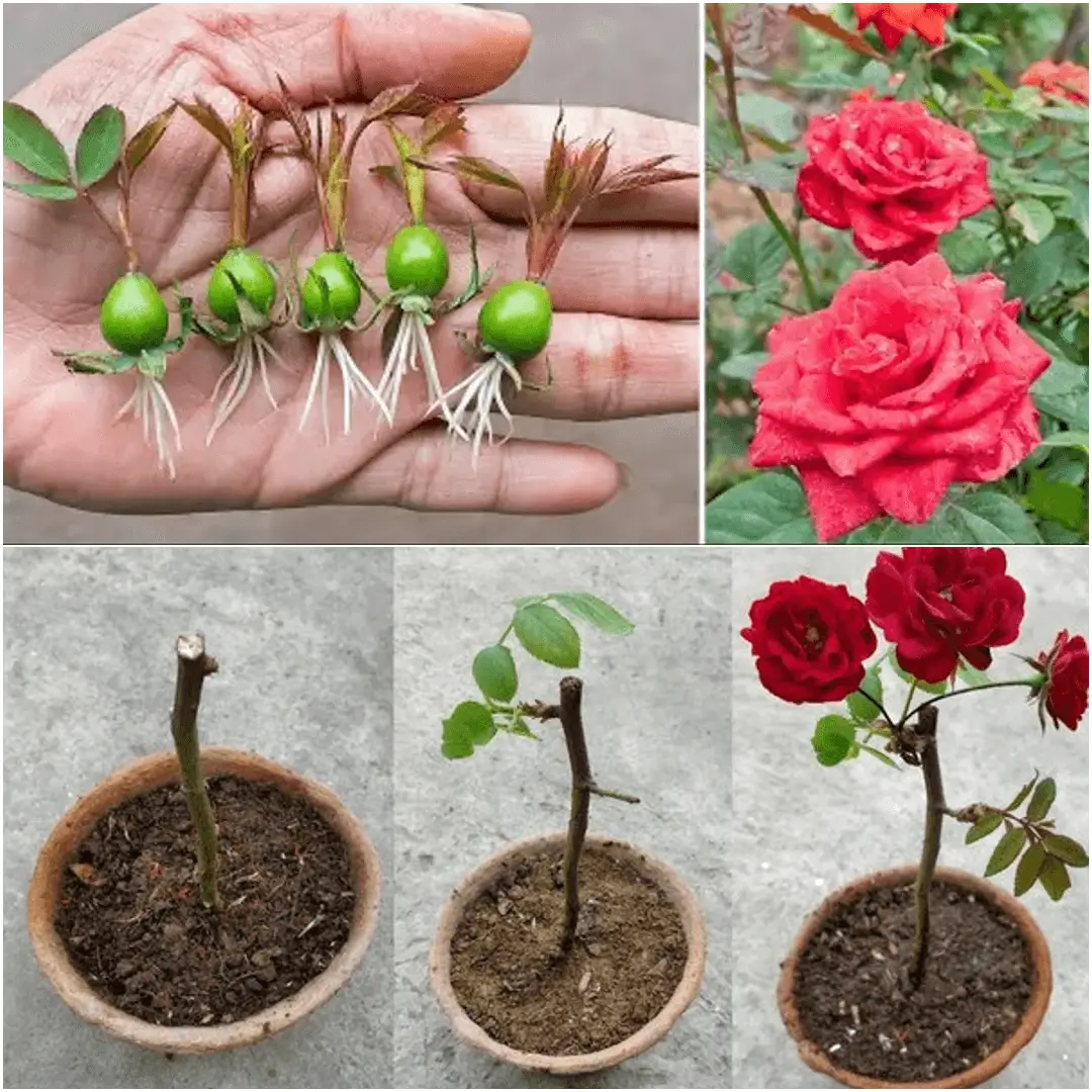 How to Grow Roses
