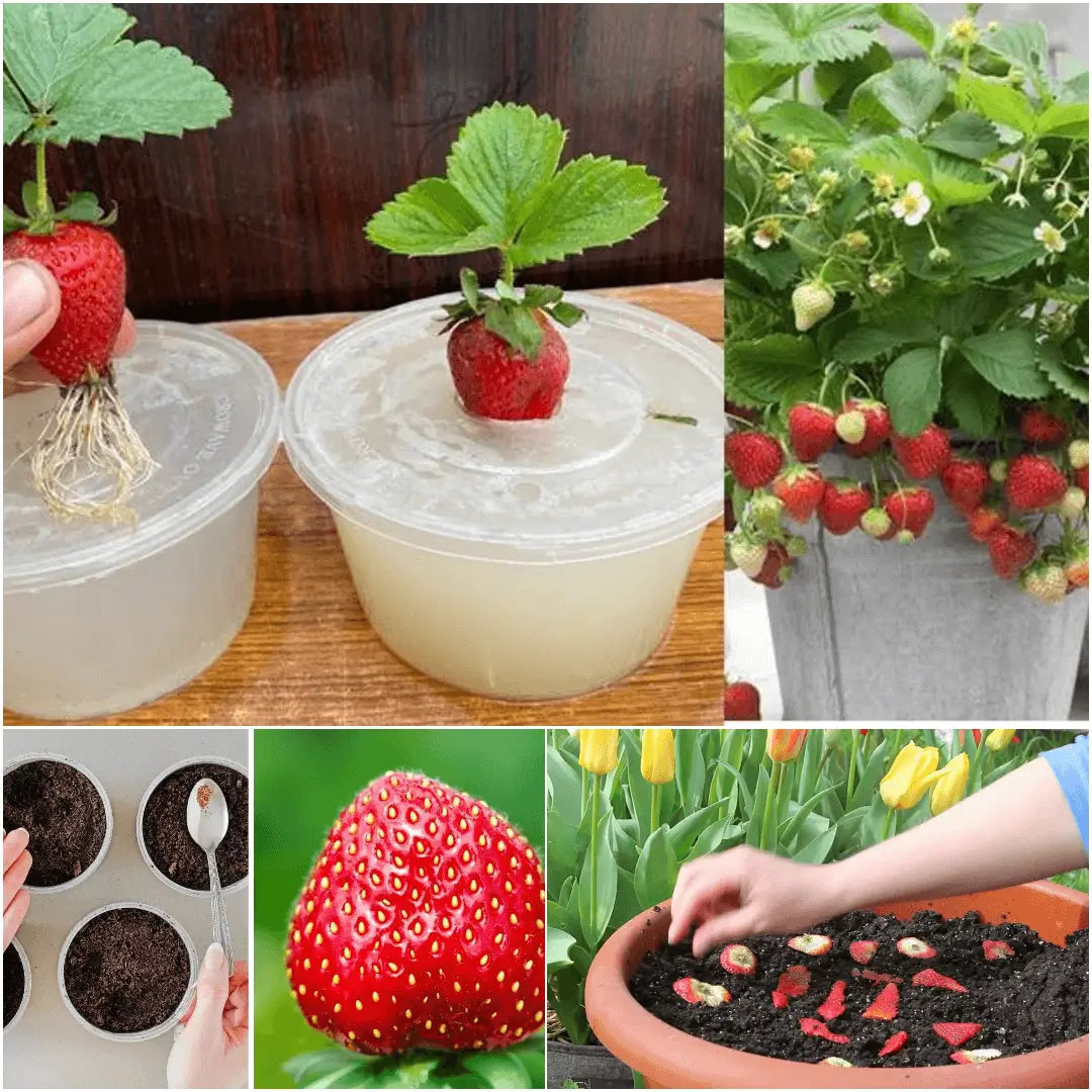 How to Grow Strawberries from a Strawberry