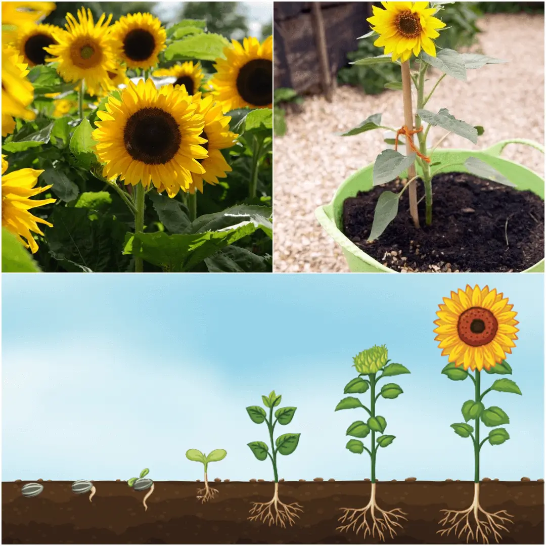 How to Grow Sunflowers